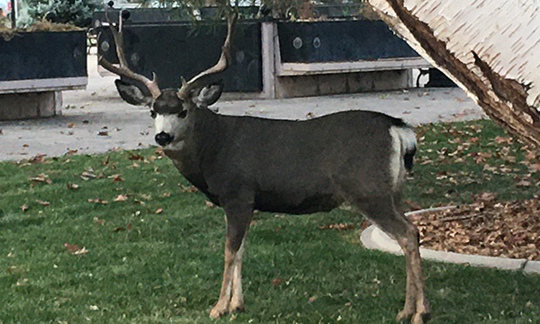 Deer at the Nevada State Capitol